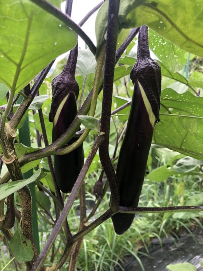 秋茄子の長茄子成長中。楽しみ🍆🍆