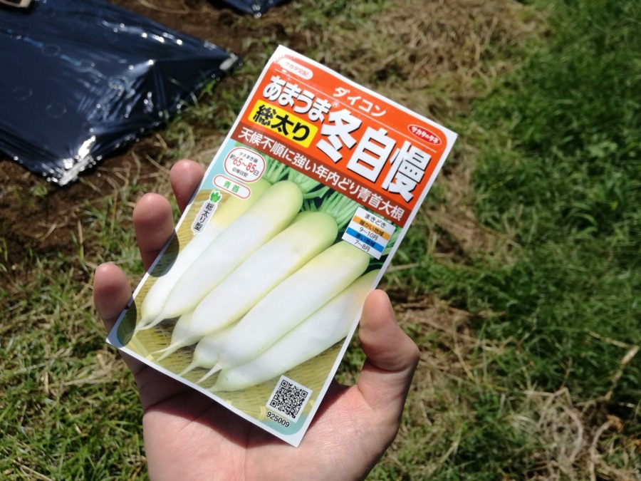 黒マルチを敷いて、大根種まき♪♬