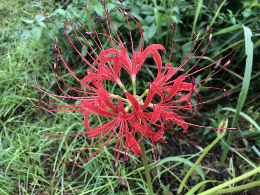 雨露光る、彼岸花。