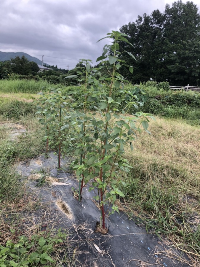 モロヘイヤ、私の背丈を超えました。180cmくらい。