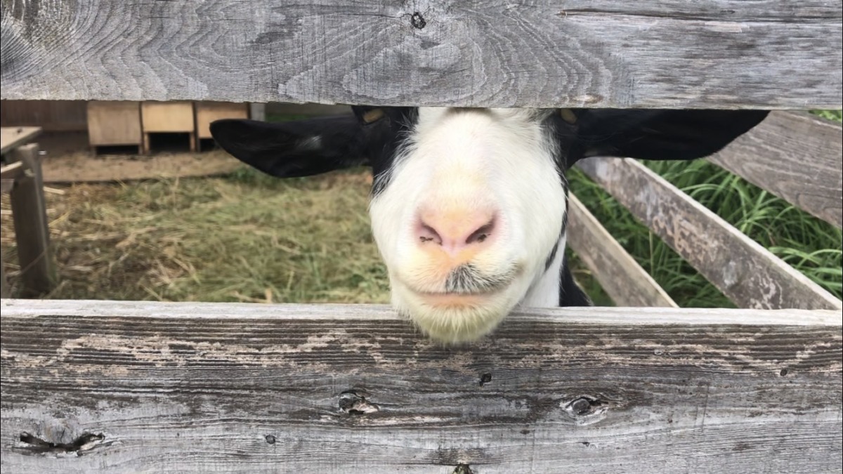 私のお鼻まわりが黄色いのはなんででしょう？