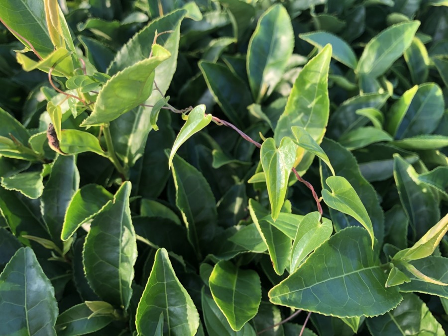 お茶畑の雑草②：ヤマイモ。このまま成長したら自然薯になるのかな？