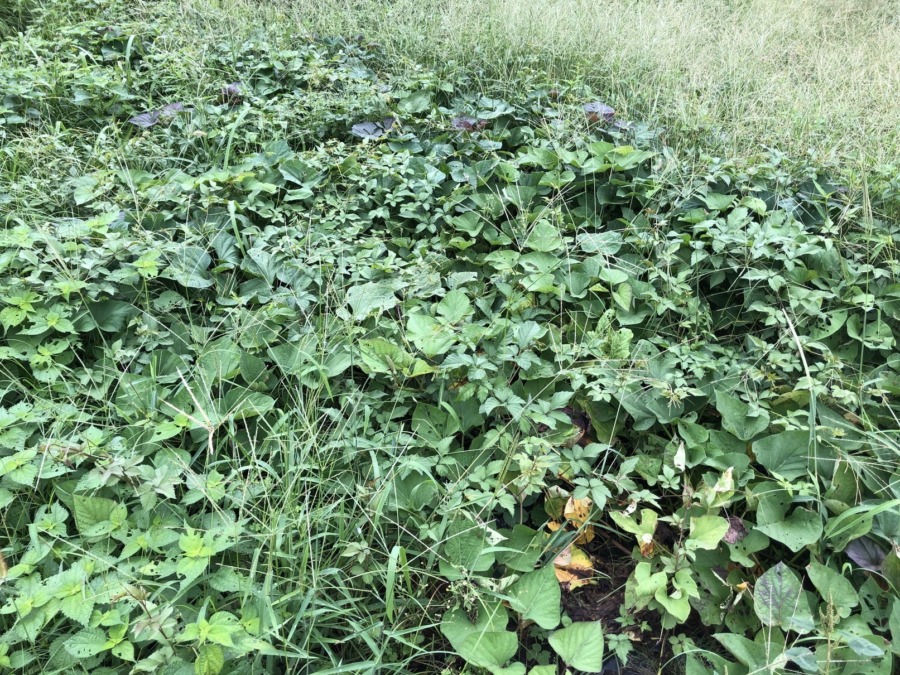 掘ると「スゴイ」はず！葉っぱが黄色くなって枯れたら収穫のサインですよ。