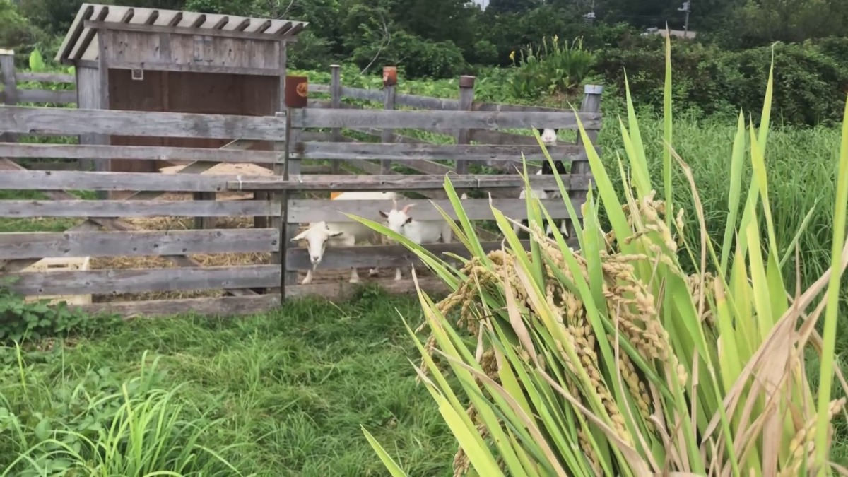 新米、早速頂きました。うまうま🐐🐐🐄。