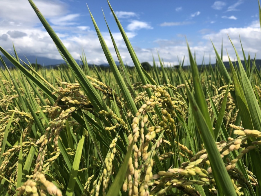 田んぼの今。あと10日後に稲刈り予定。