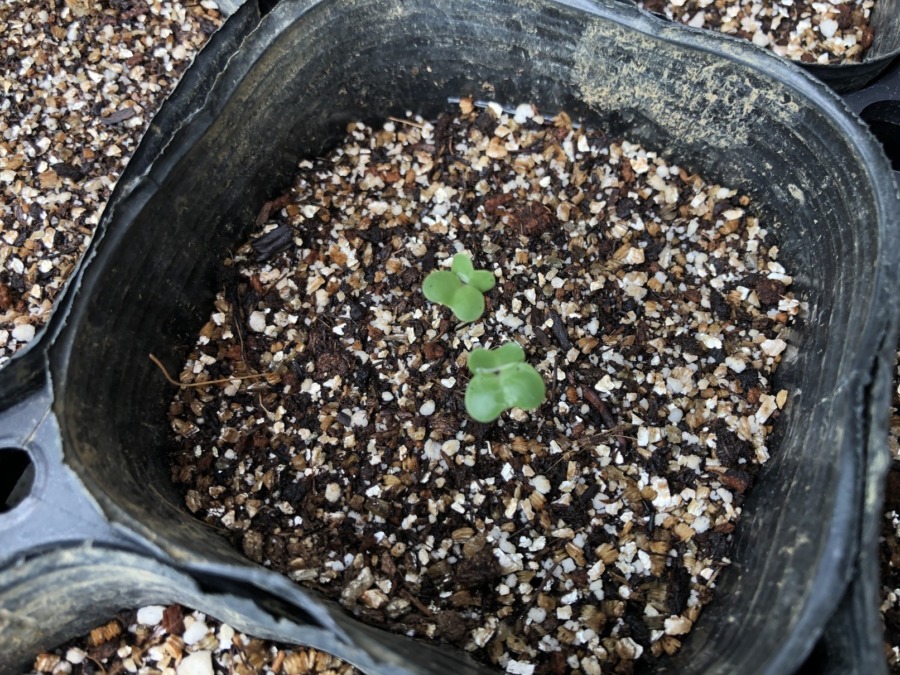 【祝：発芽】ブロッコリーです🥦