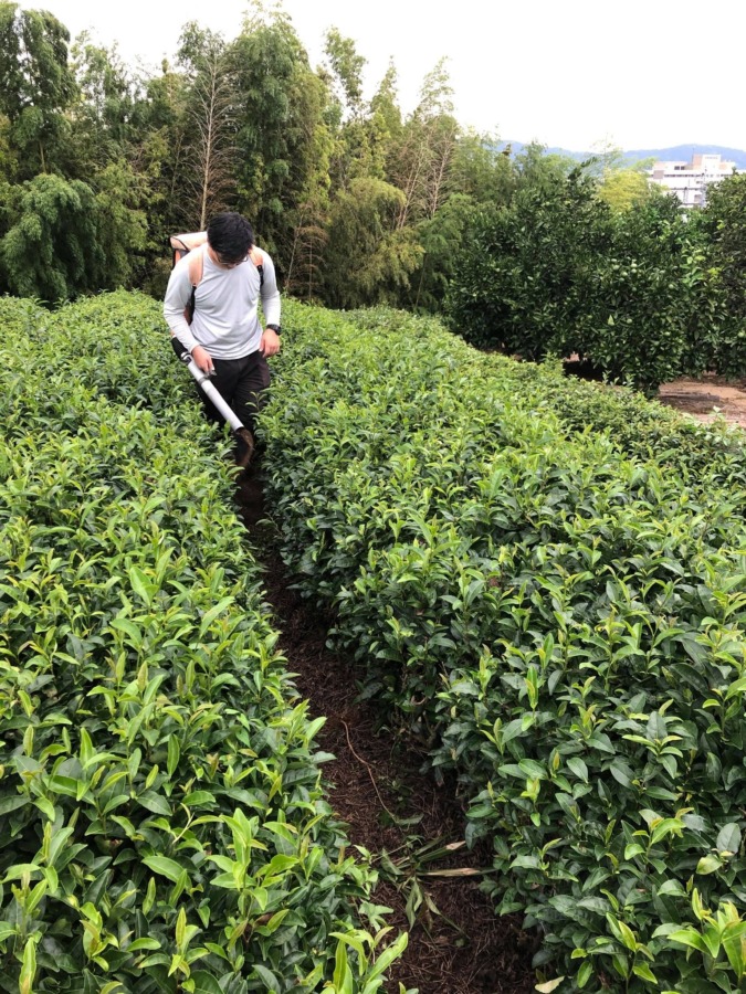 お茶畑に施肥（せひ）。肥料には煮干しが含まれていて香りが充満します。