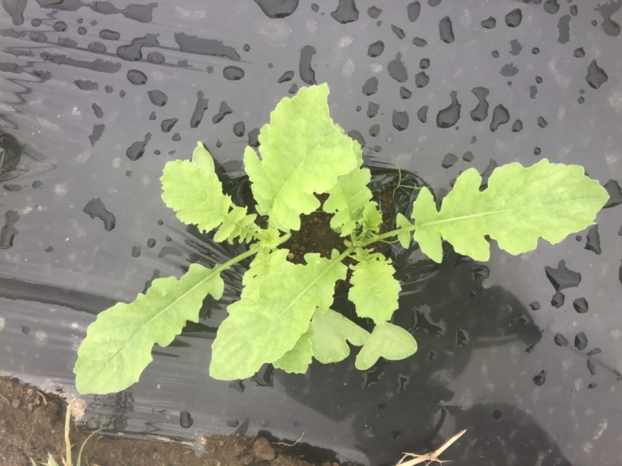 大根すくすく。間引きと追肥プリーズ。