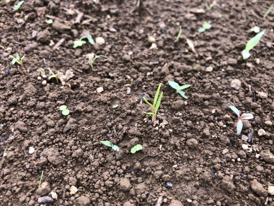 【祝】にんじんの発芽🥕🥕