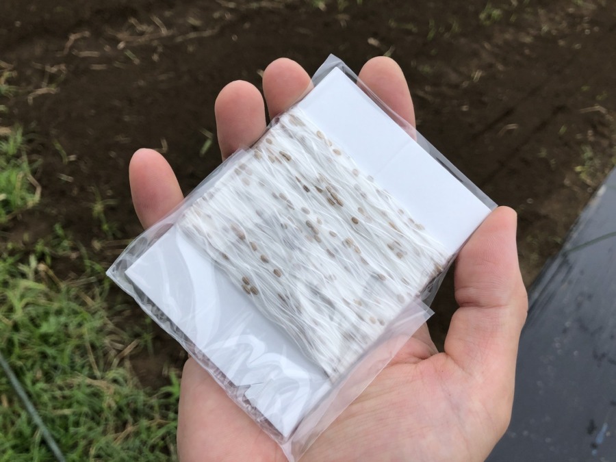 【人参スタート🥕🥕】シーダーテープで簡単種まき。
