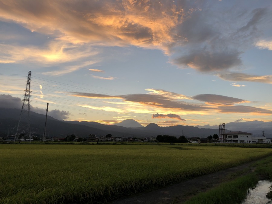 収穫を待つ田んぼの夕焼け。富士山見えます。