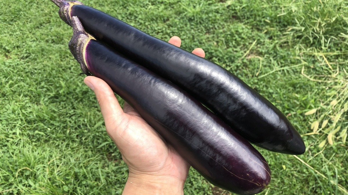 これは絶品。秋茄子の長茄子🍆🍆