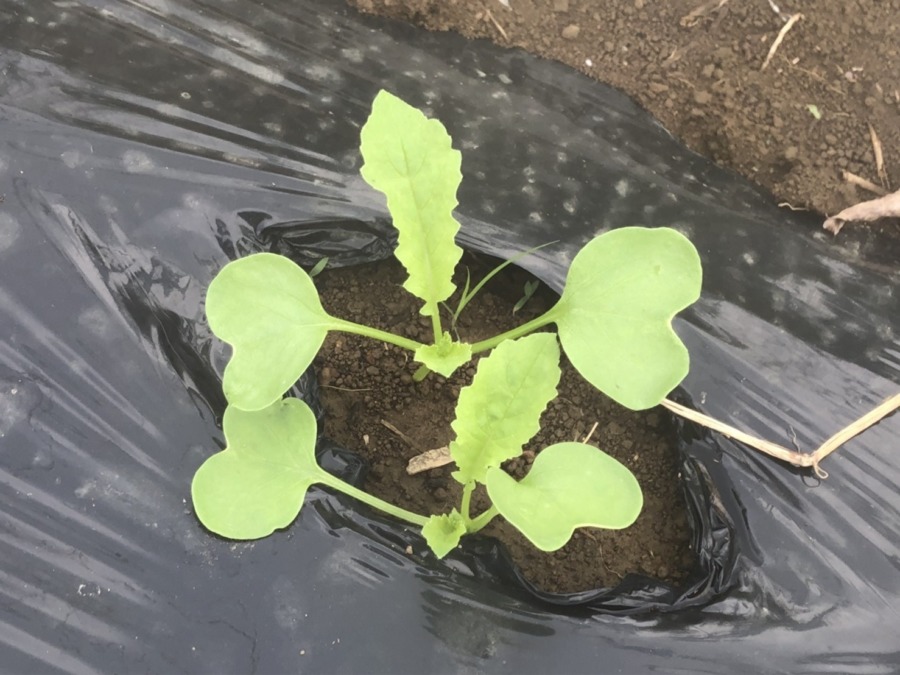 だいこん順調です。本葉が出てきました。