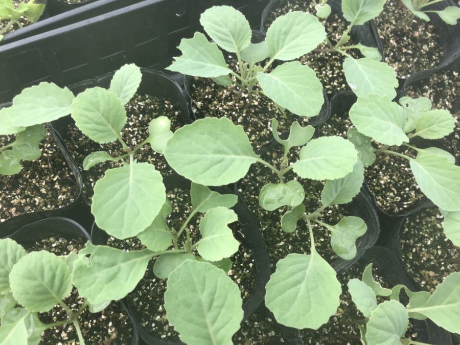 キャベツの苗すくすく。種まきは、9/14です。