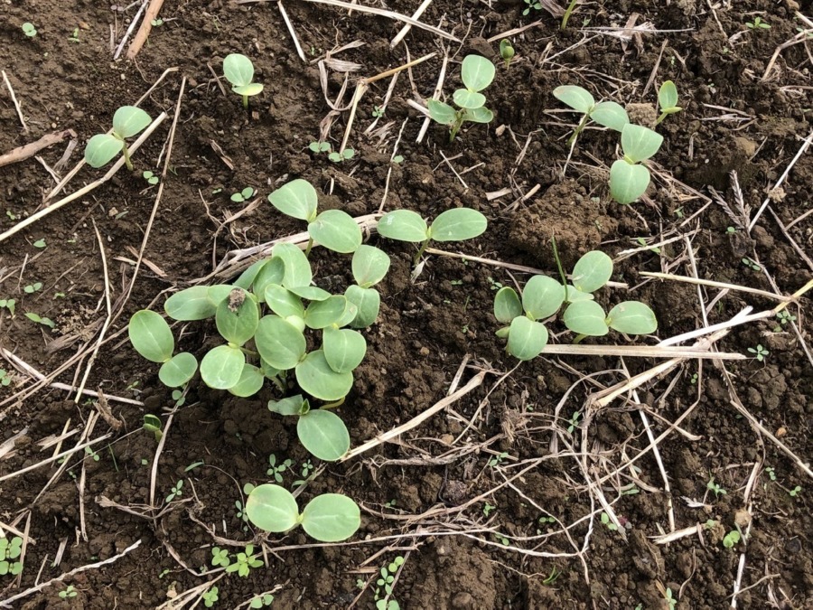 スイカの発芽。夏にこぼれた種から。暖かい日には、つい。