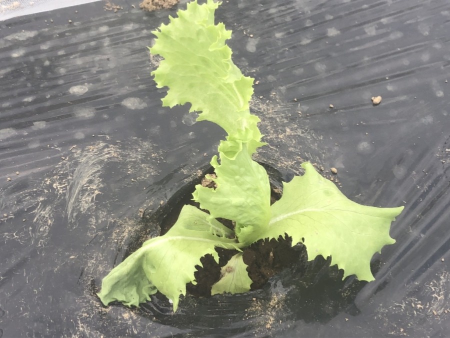 レタス植わってみました。六株限定、収穫は早い者勝ち！！