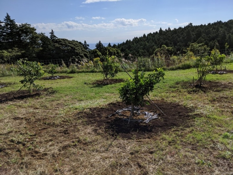 一夜城ファームに堆肥を施し健やかな成育を祈ります。