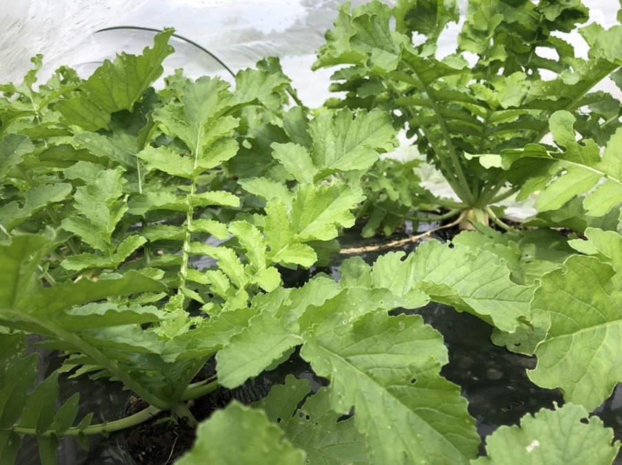 【祝】大根の肩が見えてきましたヨ。