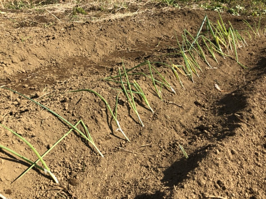 ねぎの季節、始まりました。今年は九条葉ネギ。