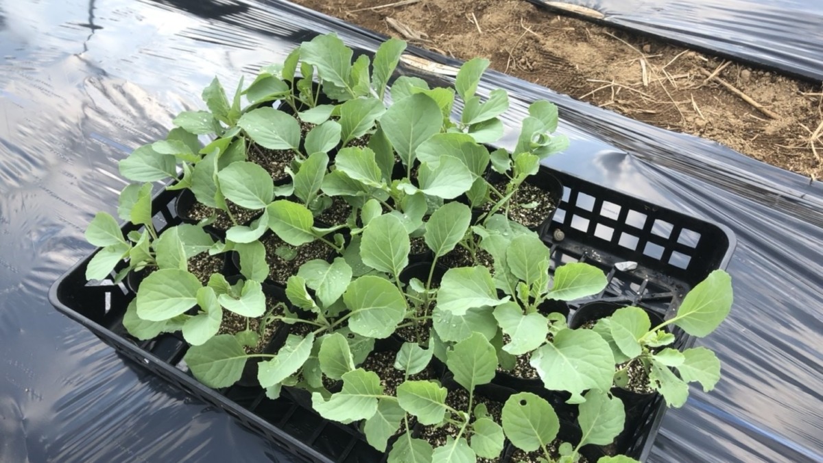 きゃべつの苗植え♪♬