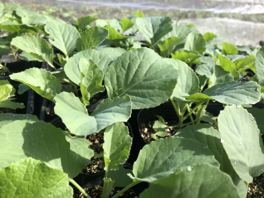 キャベツの苗。今年は満点クラスの出来栄え。明日、植わるヨ。
