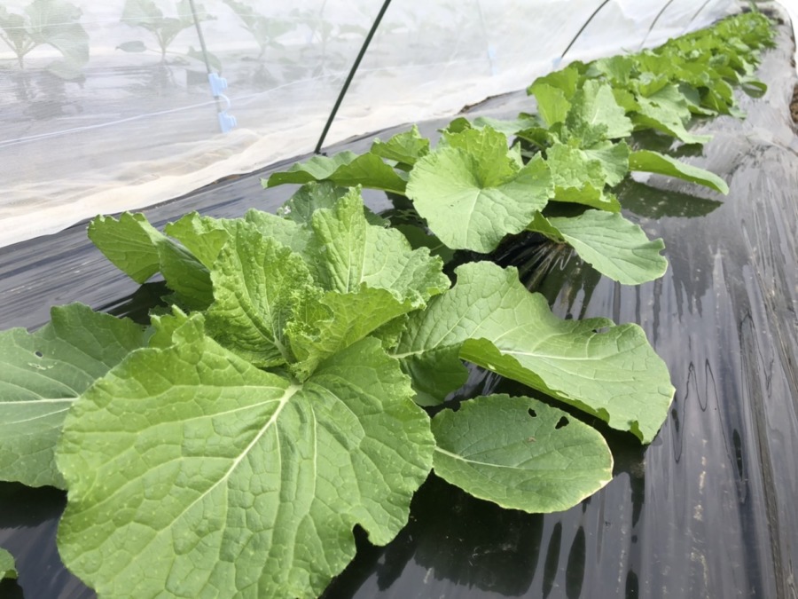 はくさいすくすく。みるみる大きくなりますヨ。