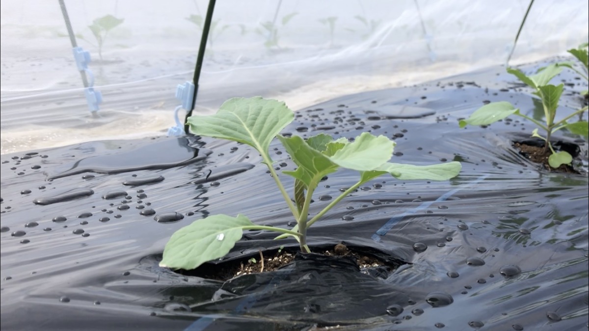 【はたけさんぽ】秋の畑はこんな感じ。どの苗がどの野菜か、分かりますか？