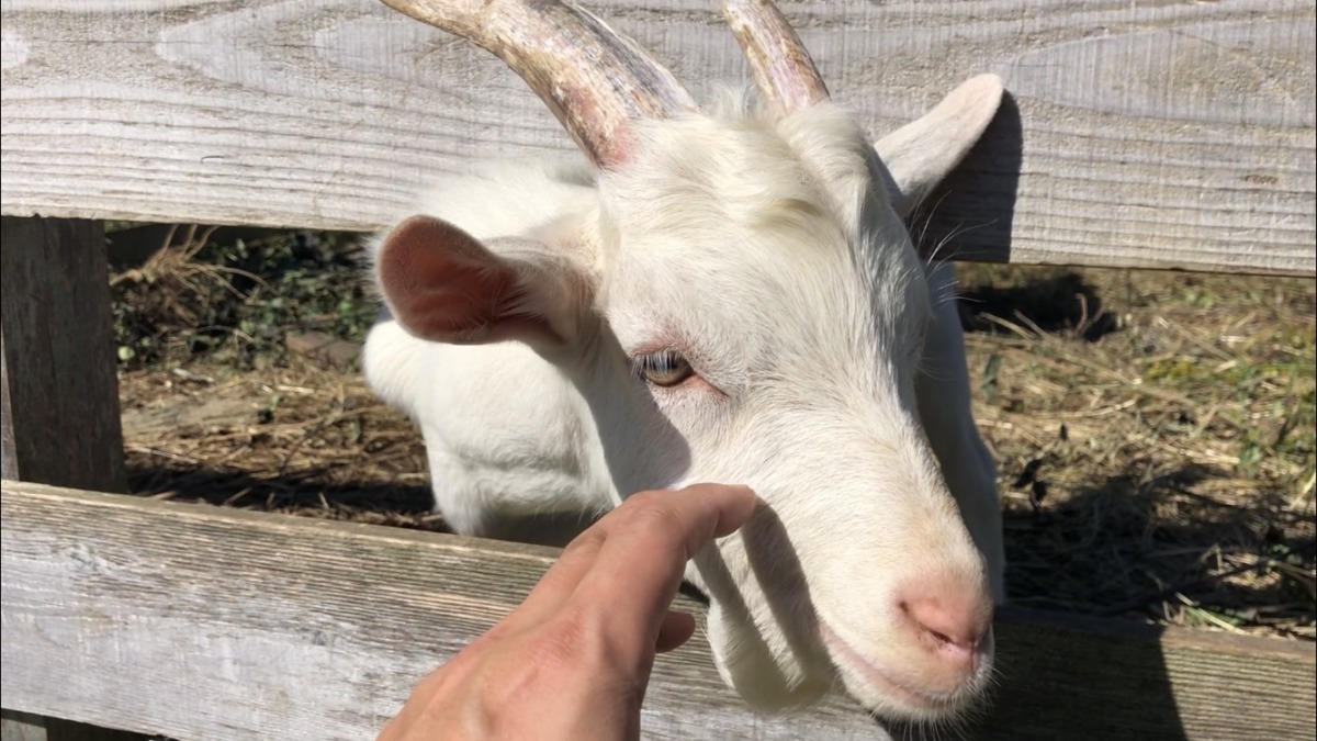 弟は、静かに撫でられます。