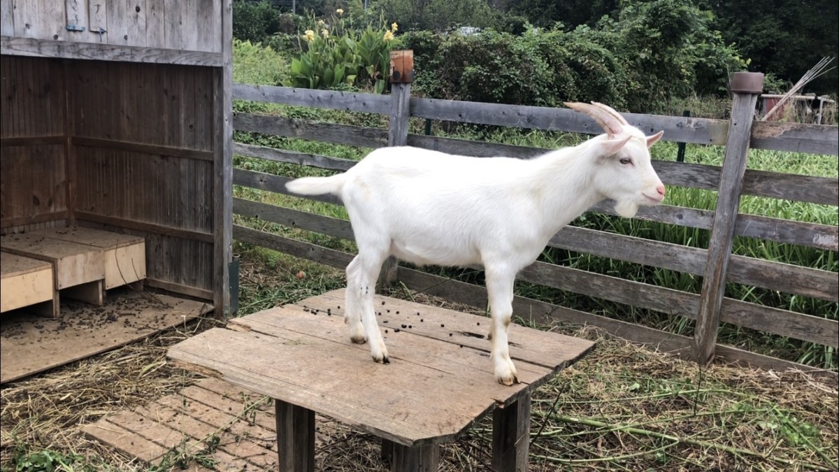 雨パラパラしてきたときの我が子。