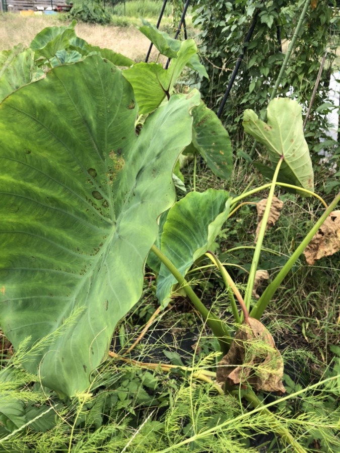 さといものいま。そろそろ試し掘りいいかもヨ。