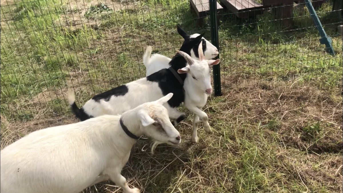 みんなで走りました🐄🐐🐐。
