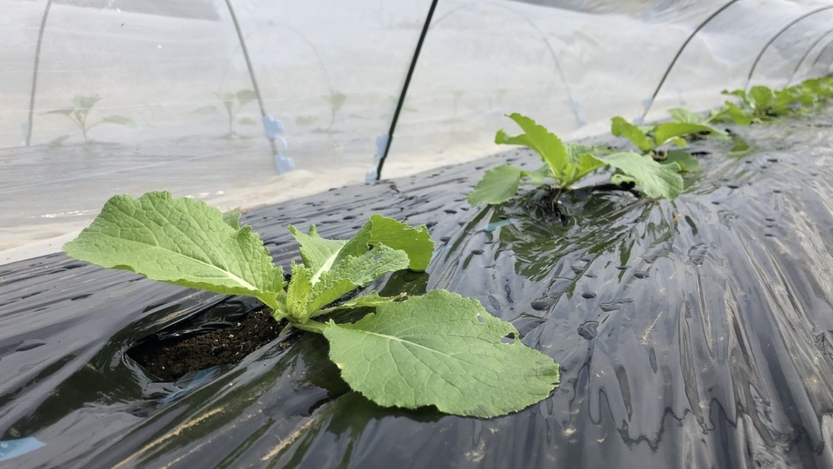 ぬくぬくと順調に並んで育っています。