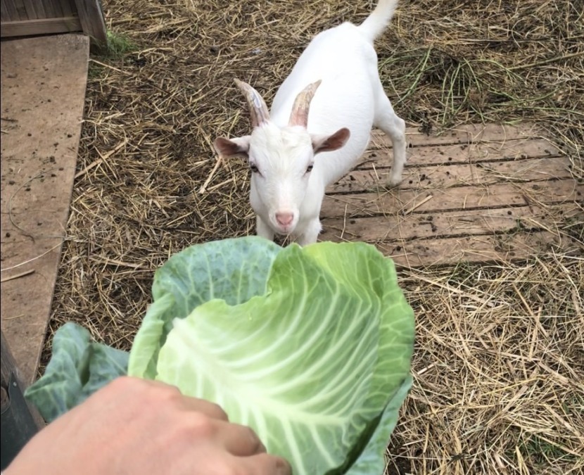 おとうとキャベツ初体験。いまいち？うまうま？？