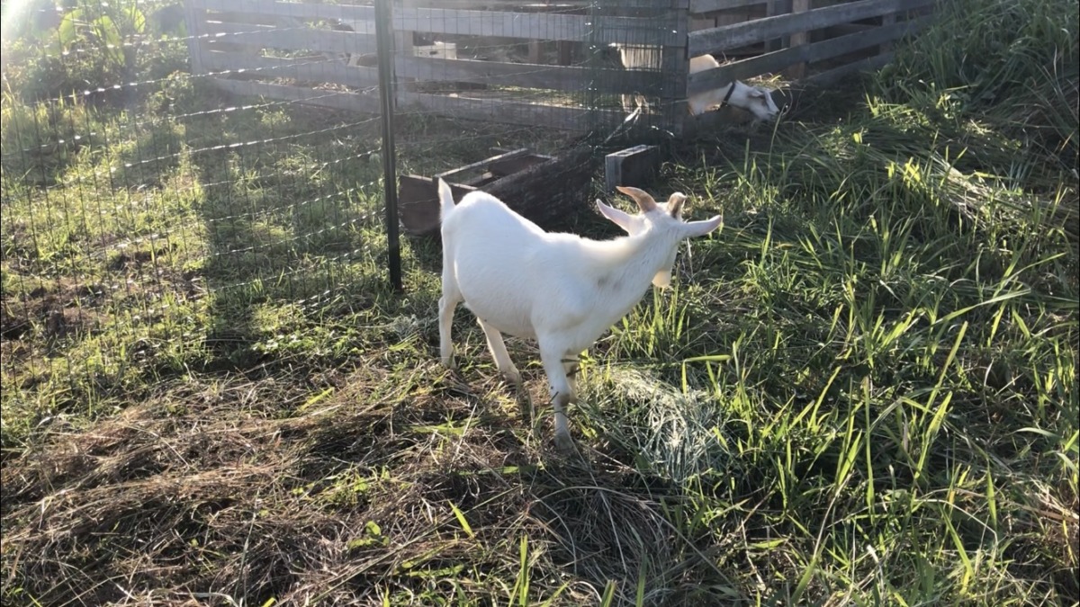 おとうと、ついにひとり暮らしへ🐄🐐🐐。
