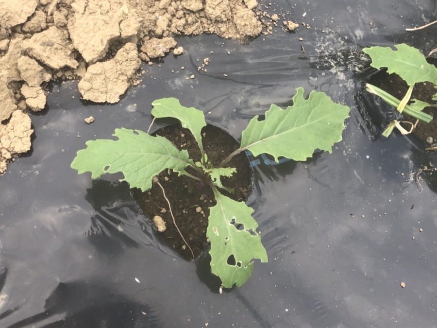 こかぶvol.1のいま。10月中には採れると思うヨ。