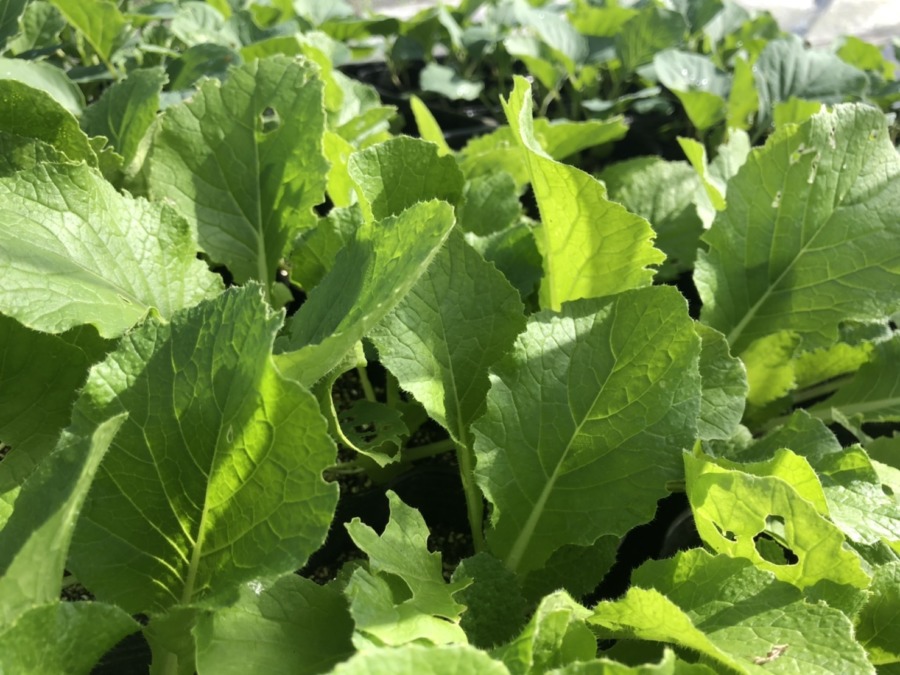 白菜の苗。かなりいいヨ。そろそろ畑に植えてね。