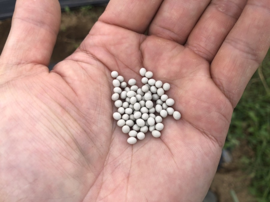 今日は最後のにんじん種まき。もう気温もだいぶ下がってきたので、ビニルハウス必要かも？