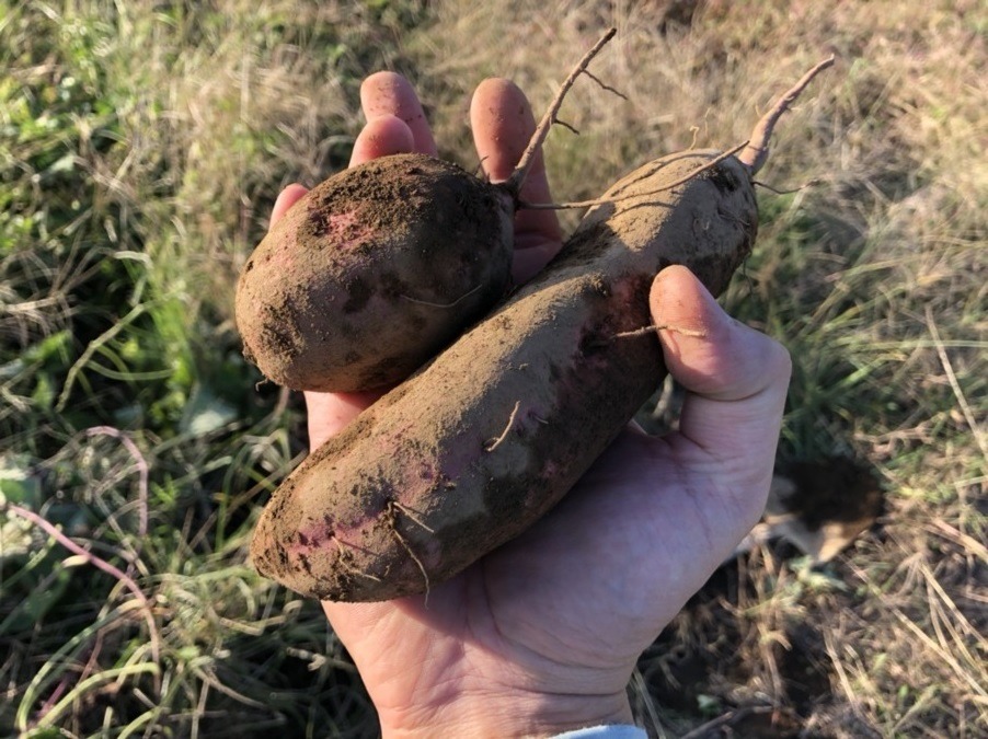 【祝】安納芋、とれました🍠