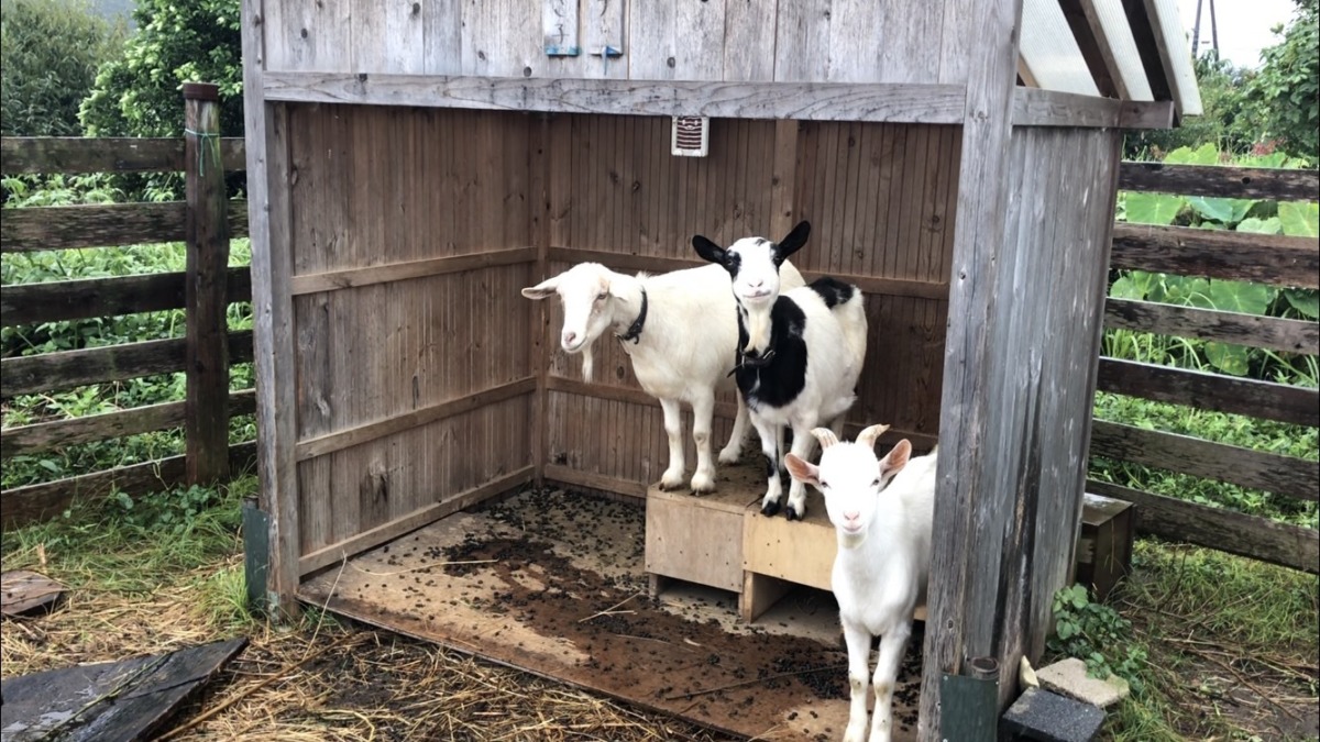 肌寒く、わたしたちはもこもこしてきました。（冬毛）