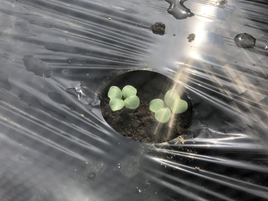 【祝】大根君vol.2の発芽。種まきは9/25です。