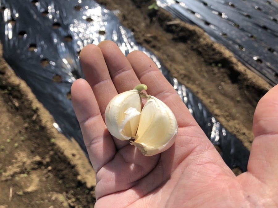 にんにくの植え付け完了。ところで、この時期のニンニクを開けてみると？