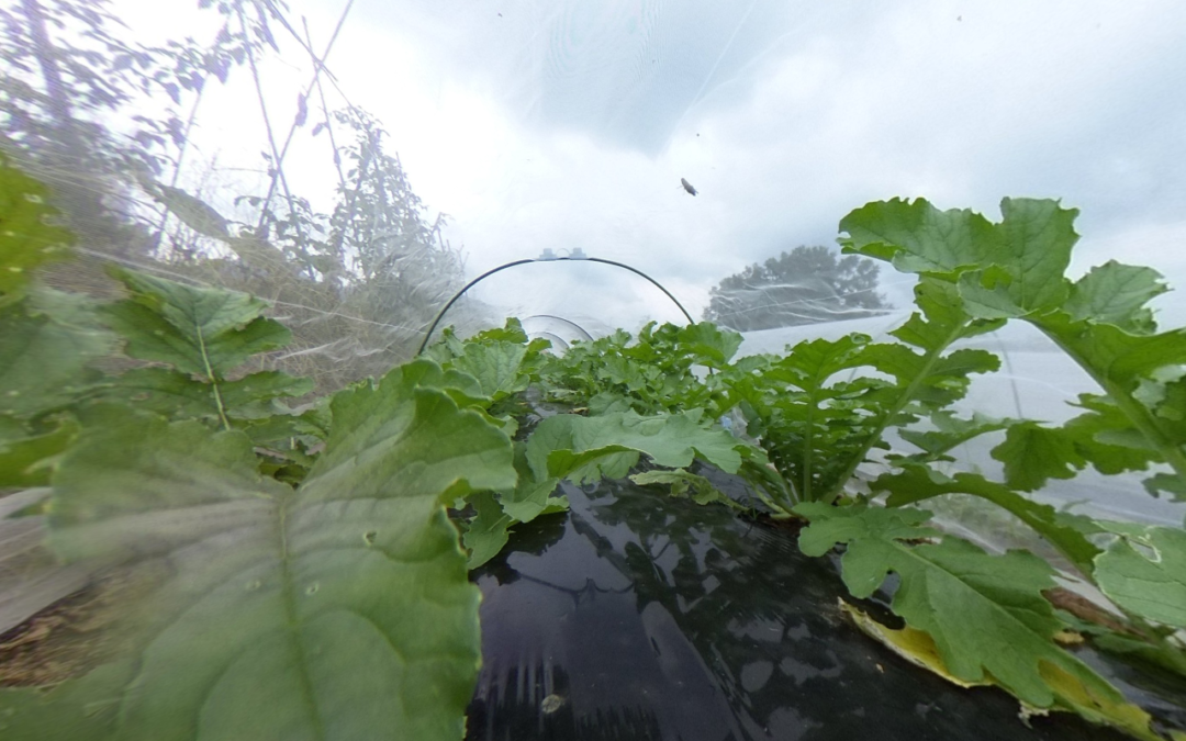 もうちょっとで白い肩見せ、の大根から始まるVRツアー。