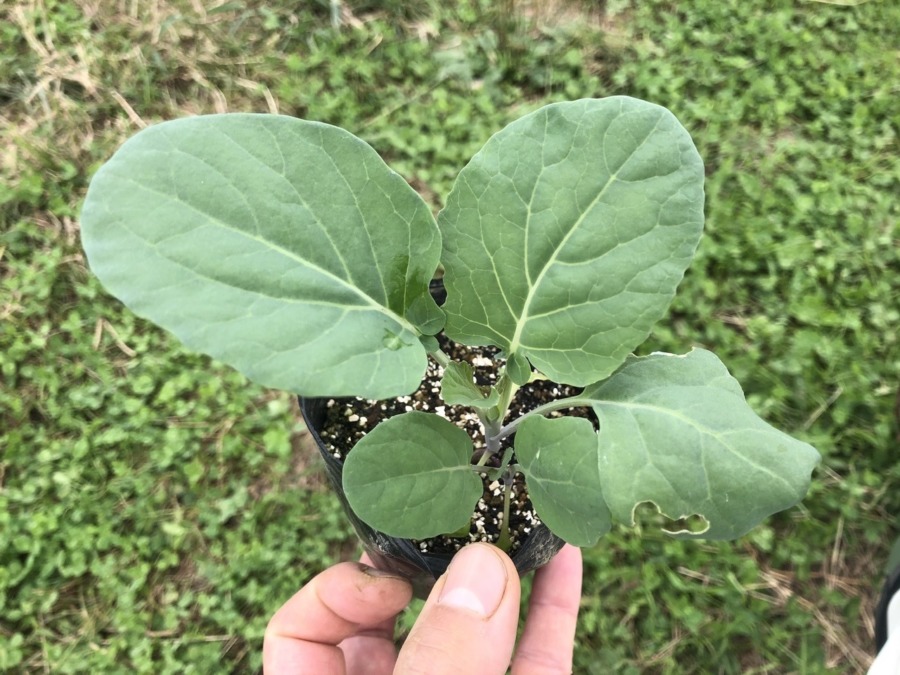 ぶろっこり・ロマネスコの苗植え完了。