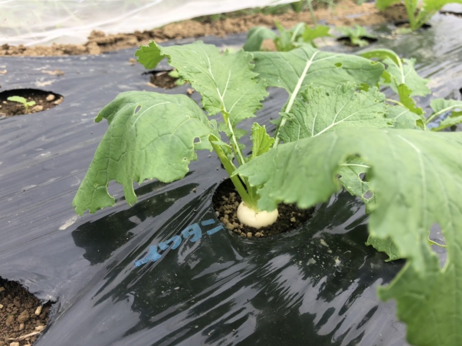 かわいいこかぶ💛、から始まるVRツアー。