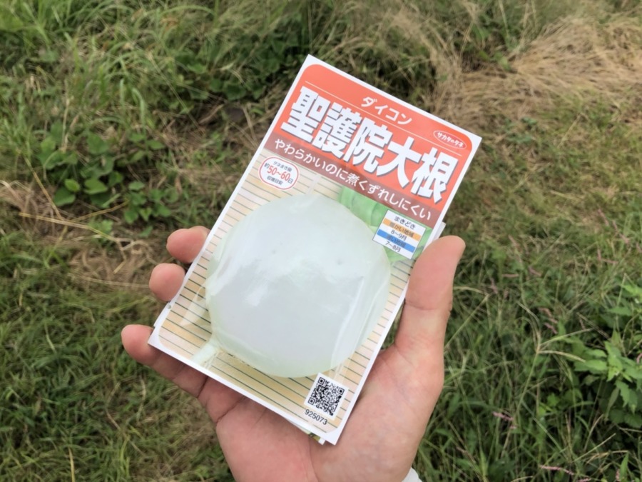 でっぷり大きな聖護院大根の種まき。畑もめっきり秋冬感。