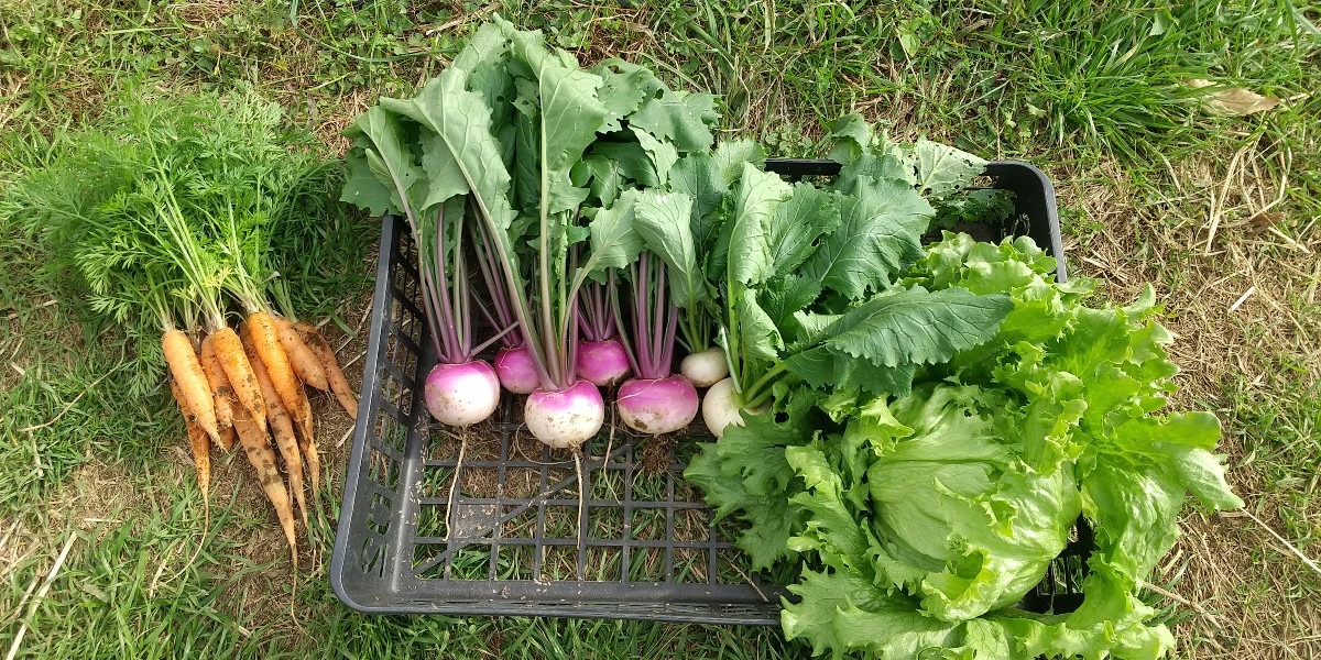 色がきれいな野菜たち