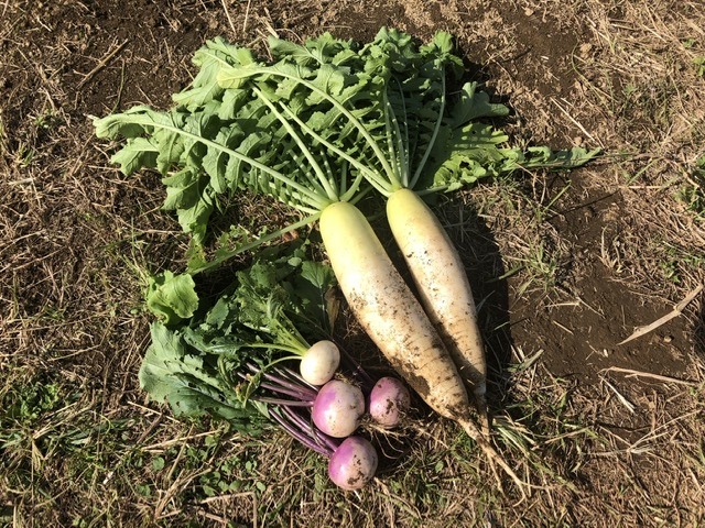 祝！大根vol.1、初収穫。小ぶりだけど良い。