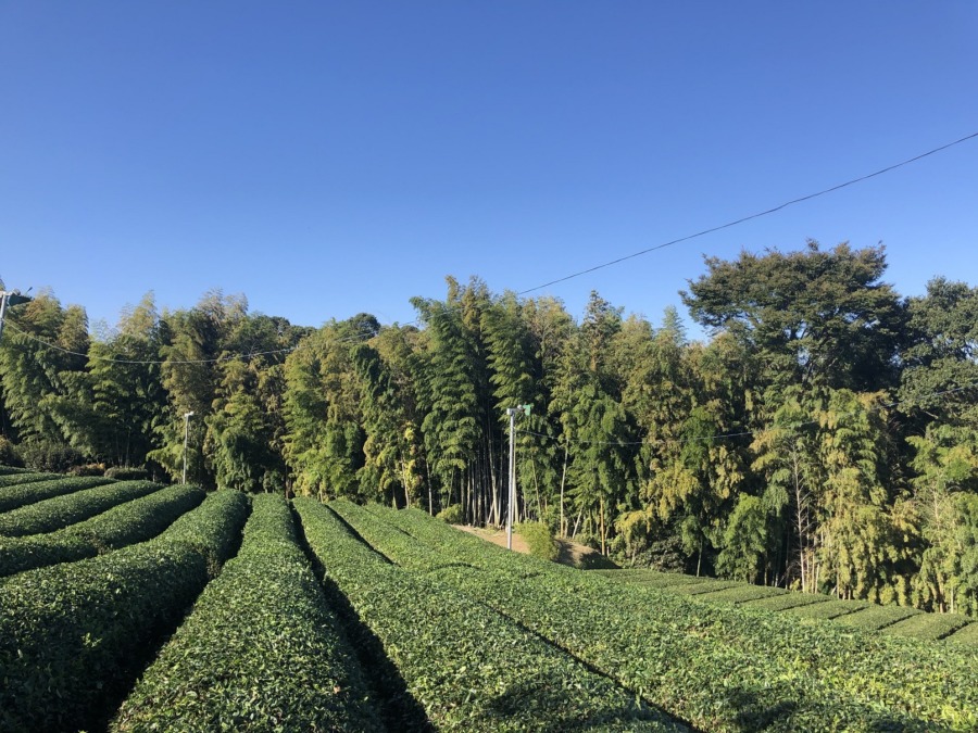 『整枝』をして、今年のお茶畑作業はおしまい。次は2月。