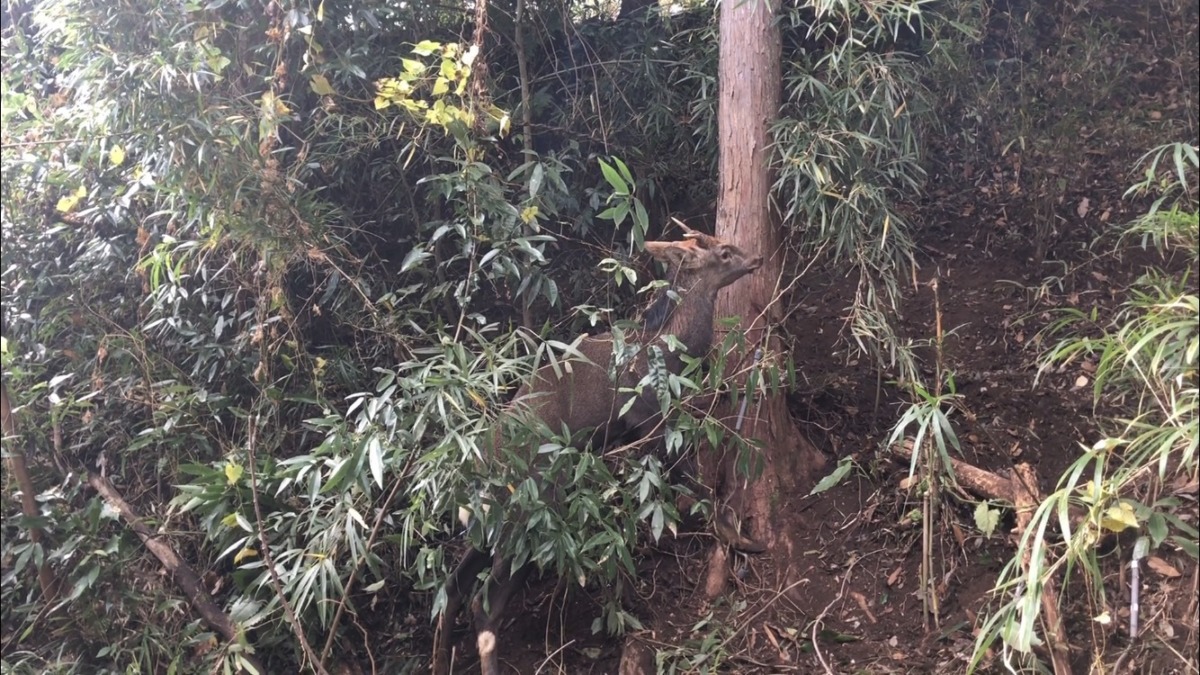 わたし、かかりました。