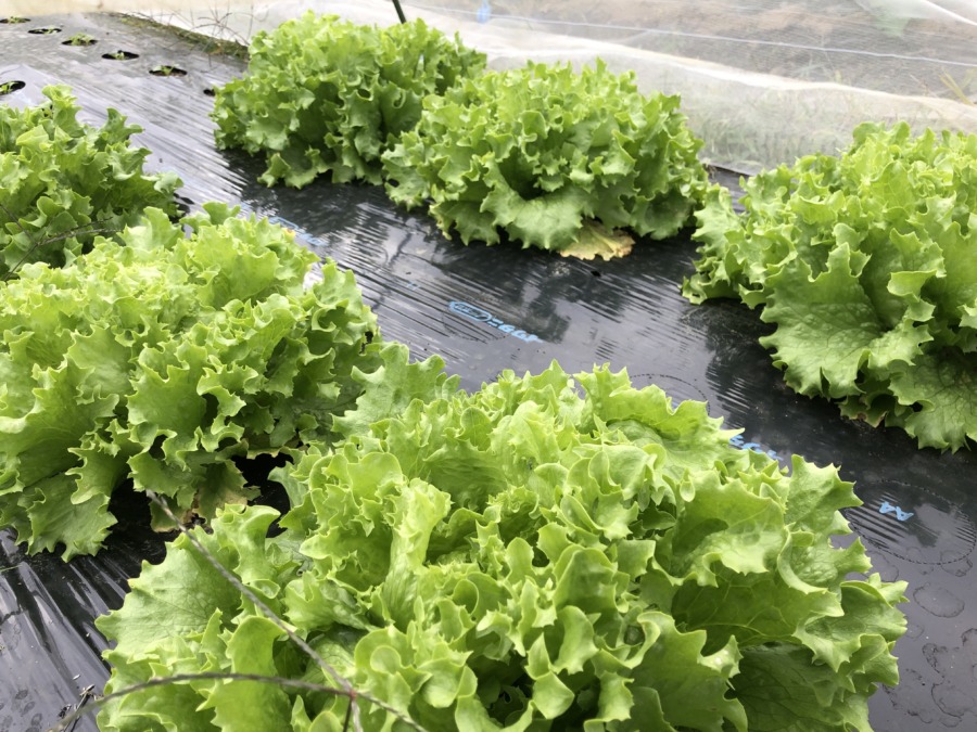 六株だけのレタス。美しい。